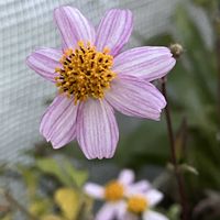 ウインターコスモス,ウインターコスモス,鉢植え,ピンクの花,花のある暮らしの画像