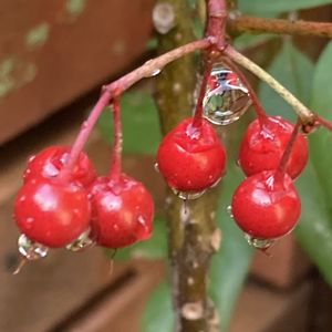 マンリョウ,レンガ,雨粒を纏って、、、,玄関アプローチの画像