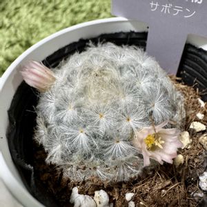 サボテン,白星,白星,マミラリア 白星,多肉植物の画像