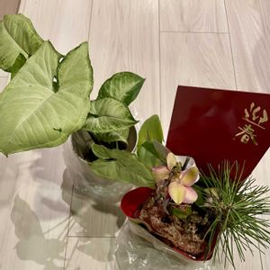 松 まつ,観葉植物,ラン科,ミニ盆栽,売れ残りの画像