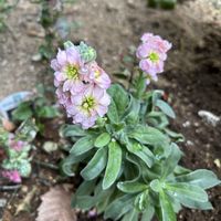 ストック,お多福南天,✨今日のお花✨,外出先にて,Have a good day✨の画像