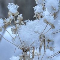 アジサイ,ニラ,山野草,冬芽・葉痕,＊花後ｼﾘｰｽﾞ＊の画像