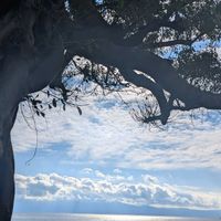 ガジュマル,植物のある暮らし,葉っぱ好き,植物が好き♡,強く美しいの画像