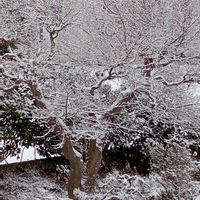 モミジ,トックリラン(ポニーテール),とっくりラン,東北人花の会,チーム魔女っ子の画像