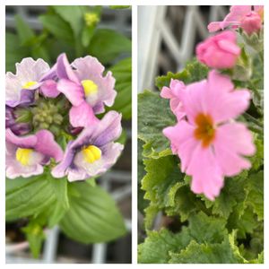 ネメシア,プリムラ マラコイデス,花が好き,無農薬❤家庭菜園,野菜が好きの画像