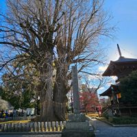 イチョウ,木曜日は木の画像