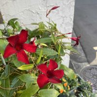 サンパラソル,サンパラソル,花のある暮らし,おうち園芸,小さな庭の画像