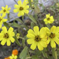 ジニア,マリーゴールド,職場の花壇,職場園芸の画像