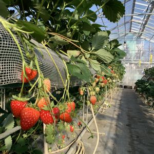 イチゴ,今日の一枚,花のある暮らし,ナチュラルスタイル,イチゴ狩りの画像