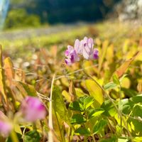 レンゲソウ,山野草,野草の画像