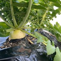 改良四季の味大根,プランター野菜,種から育てる！,野菜作り,タネまきの画像