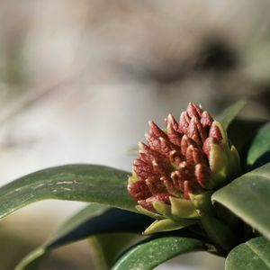 ジンチョウゲ,沈丁花,冬の花,放置栽培,玄関アプローチの画像