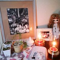 オーニソガラム,蒼角殿,ボウィエア・ボルビリス,オーニソガラム トルツオスム,オーニソガラム属の画像