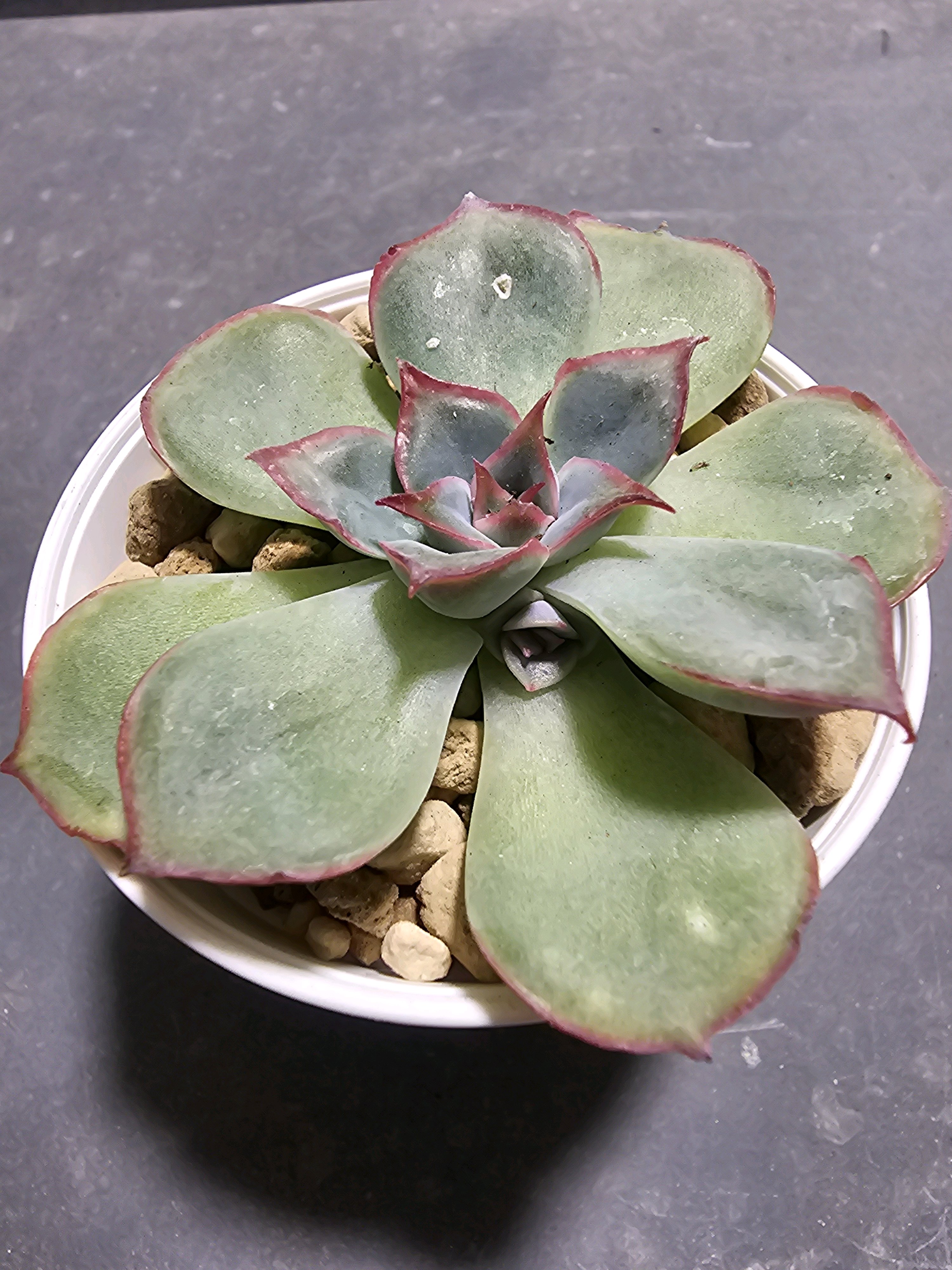 エケベリア ヘラクレス【ダイソー】｜🍀GreenSnap（グリーンスナップ）