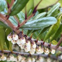 ハマヒサカキ,ヒサカキ,木曜日は木に咲く花,木曜日は木の画像