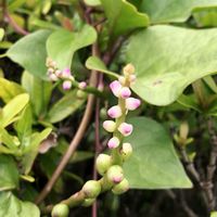 ツルムラサキ,石垣島,沖縄の画像