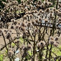 ゴボウ,食べられる,トゲトゲ,今日のお花,大きな葉っぱの画像