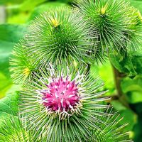 ゴボウ,ごぼうの花,牛蒡の花,ごぼう(牛蒡),ゴボウの花♡の画像