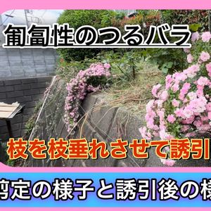 ガーデニング,薔薇♪,バラ・ミニバラ,バラを楽しむ,バラのある暮らしの画像