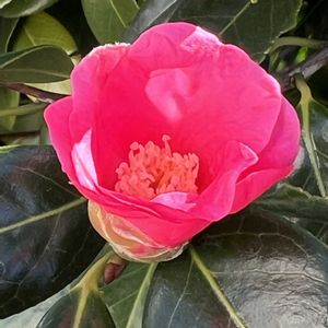 侘助,ベニワビスケ,花言葉,ピンクの花,茶花の画像