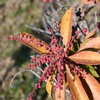 アセビ,山野草,花散歩,冬の楽しみ,冬芽・葉痕の画像