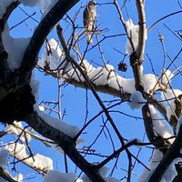 柿の木,柿の木,野鳥,雪の日,短歌の画像