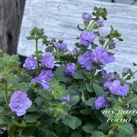 バコパ,ダブルバコパ コピア,花のある暮らし,緑のある暮らし,暮らしを楽しむの画像