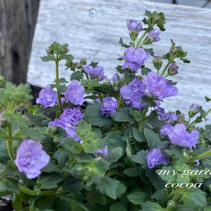 バコパ,ダブルバコパ コピア,花のある暮らし,緑のある暮らし,暮らしを楽しむの画像