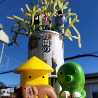 リプサリス,多肉植物,神奈川タニラー,田島享央己お彫刻ｺﾚｸｼｮﾝの画像