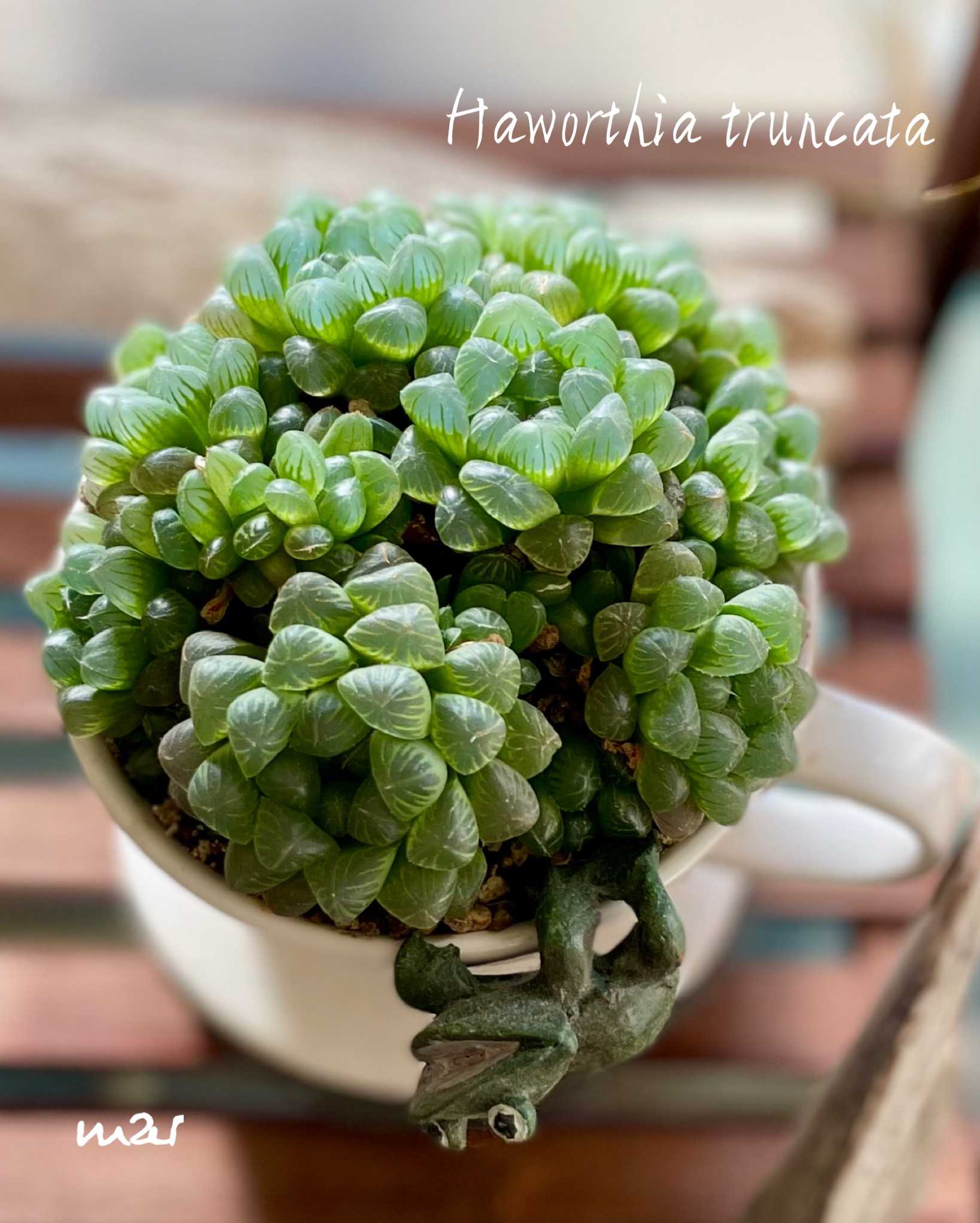 多肉植物の投稿画像 by marさん｜虹の玉とハオルチアと多肉寄せ植えと