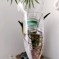 サンスベリア,テーブルヤシ,フィカス,観葉植物,緑のある暮らしの画像