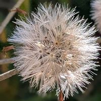 ペチュニア,ツワブキの綿毛,ありがとう❤️,福笑い,お抹茶の画像