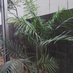 チャメドレア・ラディカリス(アルボレセント)の一覧｜?GreenSnap 