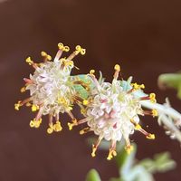 七宝樹,七宝樹の花,セネシオ 七宝樹,多肉植物,多肉の花の画像