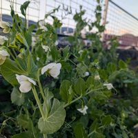 スナップエンドウ,家庭菜園の画像