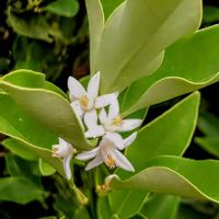 キンカン,ハクチョウゲ,ミツマタ,キンカンの花,キンカン(金柑)の画像