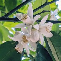 キンカン,金柑,キンカンの花,キンカン(金柑),今日のお花の画像