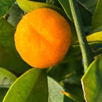 キンカン,キンズ,豆金柑,感謝,花のある暮らしの画像