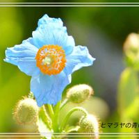 マツムシソウ,ヒマラヤの青いケシ,埼玉の姉から,姉の野草ミニ写真展,姉が撮ったミニ写真展の画像