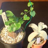 アフリカ亀甲竜,カランコエ  白うさぎ,わが家の観葉植物❢,観葉植物のある暮らし,観葉植物好きの画像