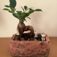 ガジュマル,シシガミ様,観葉植物,インドアグリーン,根塊植物の画像