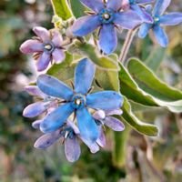 ブルースター,山茶花,つぶやきの画像