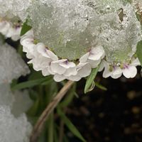 スイートアリッサム ,水仙,アメジストセージ,貝細工,サルビア・レウカンサの画像