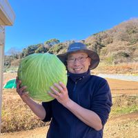 キャベツ,ヨコハマの植物たち,一社GREEN FINGERS,家庭菜園の画像