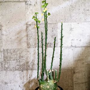 アデニア グロボーサ,☆りん☆のグロボーサ,多肉植物,成長記録,お気に入り♡の画像