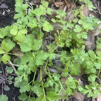 イタリアンパセリ,イタリアンパセリ,野菜遺産プロジェクト,家庭菜園,庭の画像