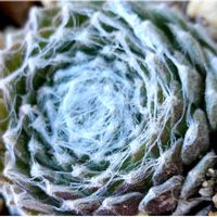 巻絹,巻絹,センペルビウム,多肉好き,紅葉するセンペルビウムの画像