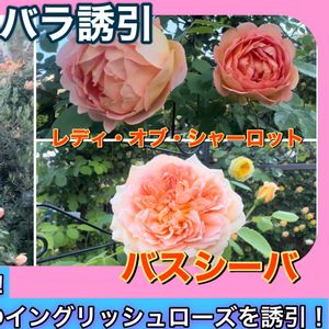 ガーデニング,薔薇♪,バラ・ミニバラ,バラを楽しむ,バラのある暮らしの画像