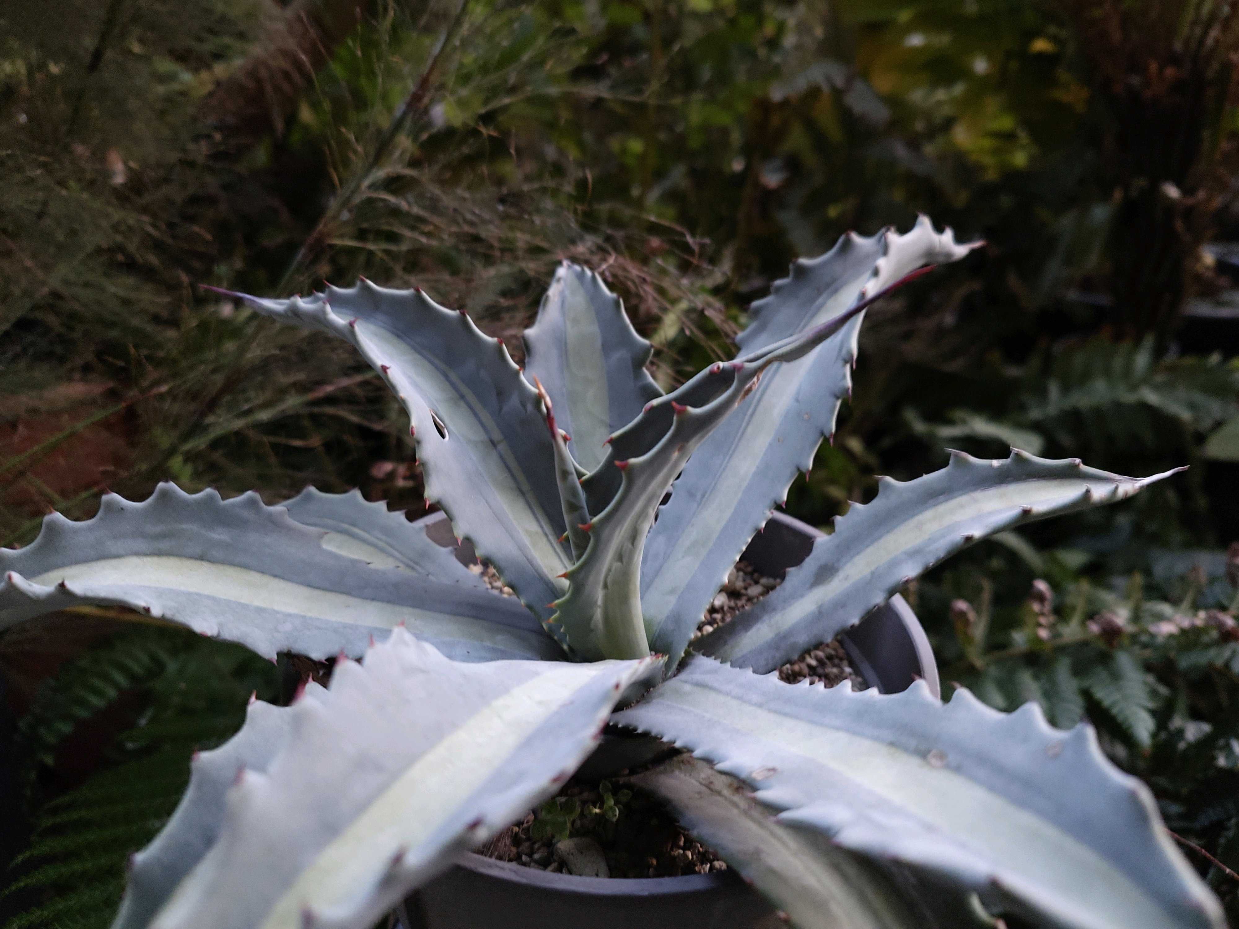 アガベの投稿画像 by botanicallifeさん｜アガベ属とアガベ