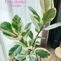 フィカス・ティネケ,観葉植物,植物のある暮らしの画像